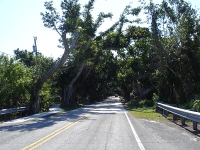 A032 CANOPY.JPG