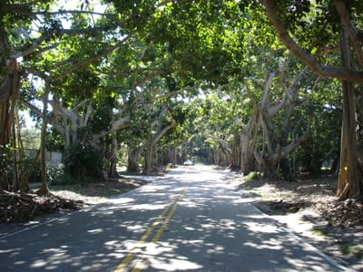 A033 CANOPY.JPG