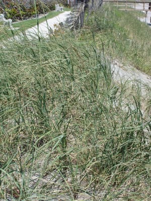 A067 CORAL COVE.JPG