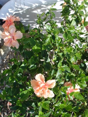 A100 HIBISCUS AT KATHYS UNIT.JPG