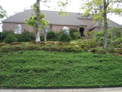 A002 CANOPY ROAD.JPG