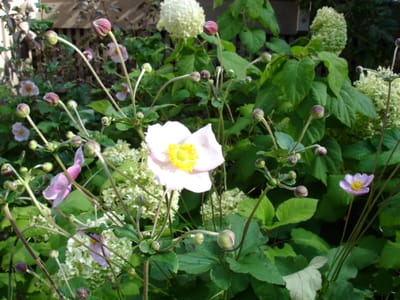 A-009 Garden.JPG