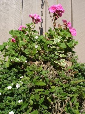 A-011 Garden.JPG