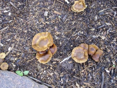A-013 Magic Mushrooms.JPG