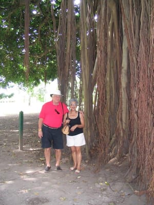 A012 Nevis Banyan Tree.jpg