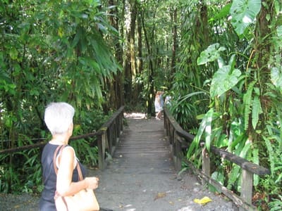 A013 Nevis Rain Forest.jpg