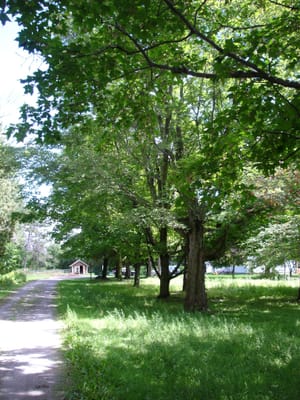 A-0008 Maples along drive.JPG
