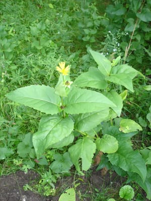 A-0009 Along the Drive.JPG