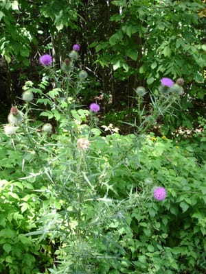 A-0010 Along the drive.JPG