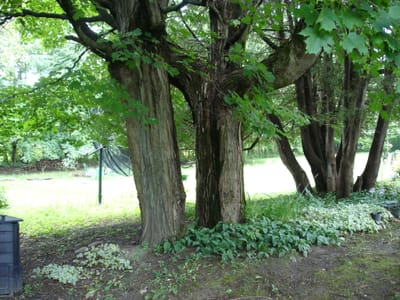 A-0023 Rear yard.JPG