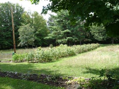 A-0024 Garden.JPG