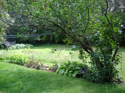 A-0026 Rear yard.JPG