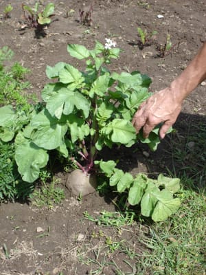A-0046 A Morton Radish.JPG