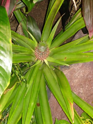 A021 PINEAPPLE.JPG