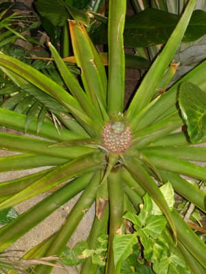 A022 PINEAPPLE.JPG