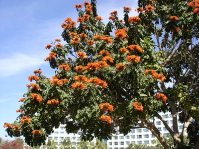 A058 TREE.JPG