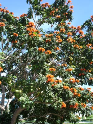 A059 SAME TREE.JPG