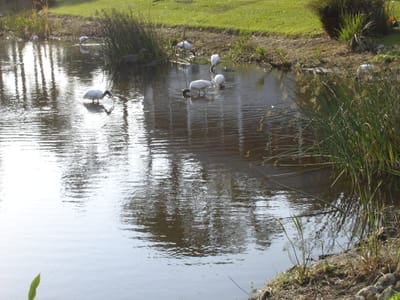 A098 Storks .JPG