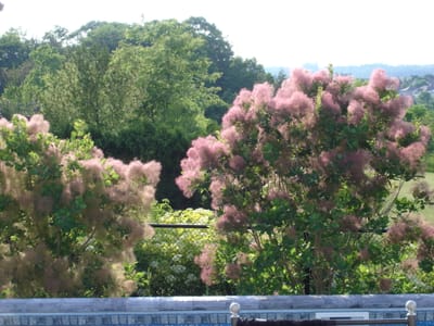 A-030 Smoke Bush.JPG