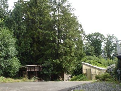 A-018 Yard.JPG