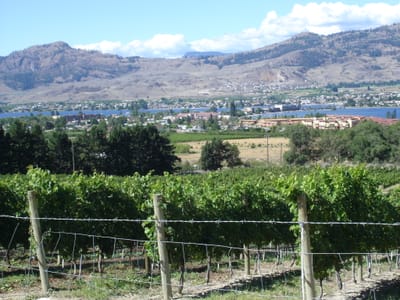 A-060 Vineyard.JPG