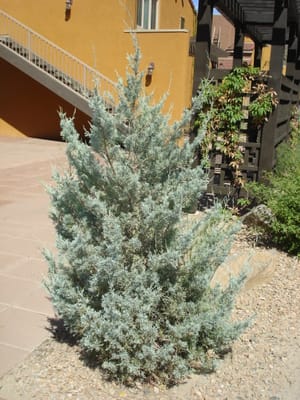 A-074 Sage.JPG