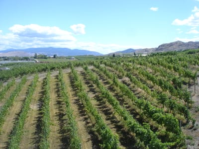 A-095 View from tower.JPG