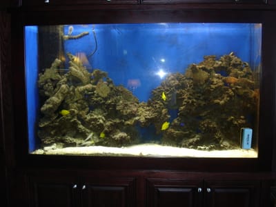 A-257 Salt water tank in dining room.JPG