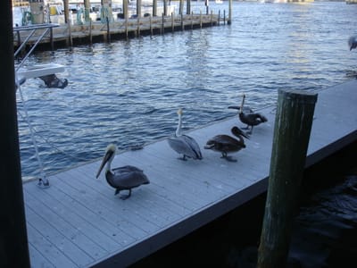 A 117 Dolphins.JPG