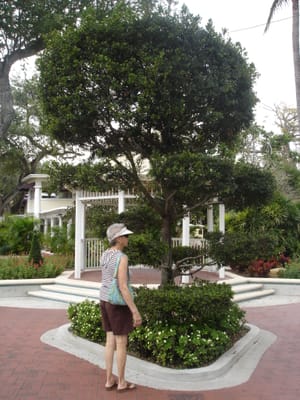 A 179 Strange tree.JPG