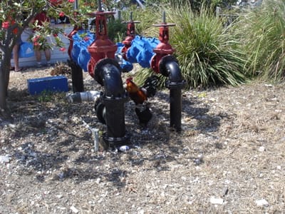 A 299 Roosters.JPG