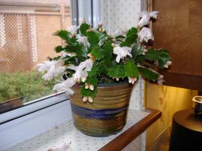 A-080 Christmas Cactus.JPG