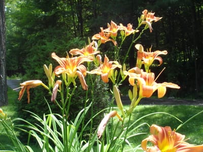 A-027.JPG