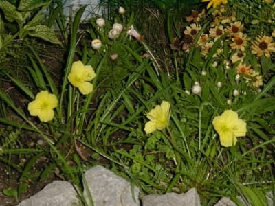 A-211 Moon Flowers.JPG