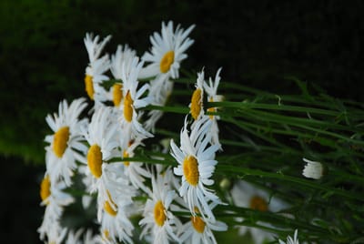 DSC_4411.JPG