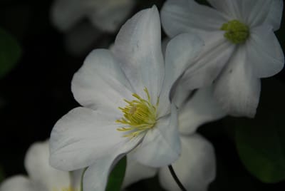 DSC_4413.JPG