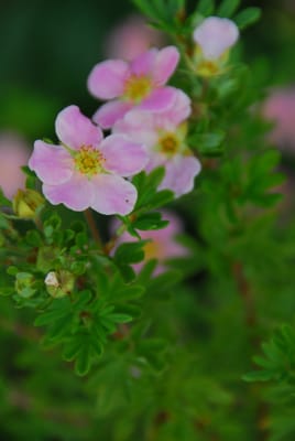 DSC_4414.JPG