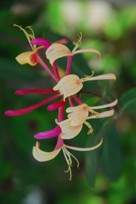 DSC_4417.JPG