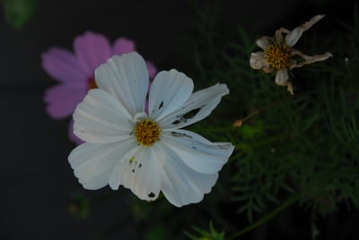 DSC_4418.JPG