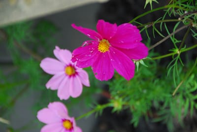 DSC_4419.JPG