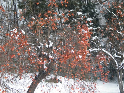 A090 Persimmons1Jan2009.jpg