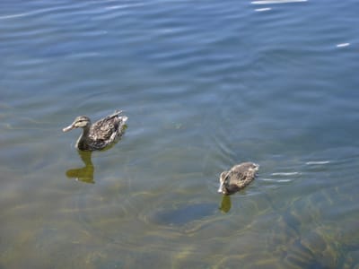 A019.JPG
