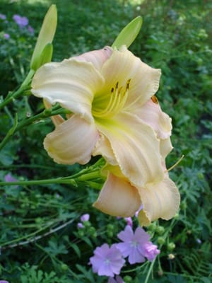 A043.JPG