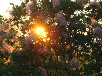 A045 Sunset over pool.JPG