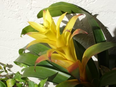 A059 Annes Flora.JPG