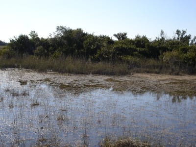A132 Everglades.JPG