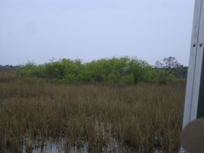 A168 Everglades Bayhead.JPG
