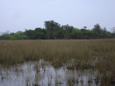 A169 Tropical hardwood hammock.JPG