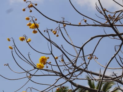 A136 Flowering tree.JPG