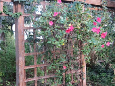 A031.JPG